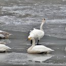 재인폭포와 두루미 이미지