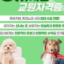 힐링힐링 반려견 교육 유치원 네이버블로그