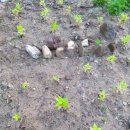 꽃뱅이정원 이미지