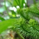 안압농장 이미지