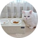 아이스빈구영라온점 | 고양이 밥그릇 높이 고민 끝, 라온펫 대리석 고양이 식탁으로 6묘 맞춤 케어