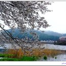 고남저수지 이미지