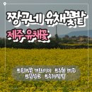 짱구네기사식당 | 제주 성산 유채꽃밭 3월 현황 | 짱구네 유채꽃밭 만개·주차·주소·포토존 꿀팁 정리