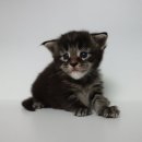 마마캐터리 이미지