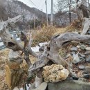 괴목공원 Daum카페