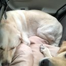 윤보스독스 이미지