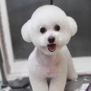 꽃개애견미용 이미지