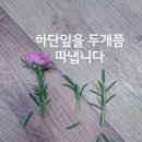 여름만첩채송화 삽목과정이야기 이미지