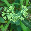 경천식물원 이미지