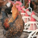 상수리숲농장 이미지