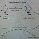 글루타치온(glutathione)- 항산화와 해독 그리고 에센셜 오일 이미지