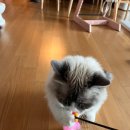 장보는 강아지와 고양이 이미지