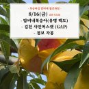 황진이농장 | 8/16 밤비네복숭아 유명 백도 (딱딱이) 배송비 이벤트, 점보 자몽, 김천 샤인머스캣