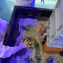 지에스25 부천옥길점 | 경기도 부천 옥길 에스아쿠아 수족관 카페 부천점 관상어 도소매 전문점 내돈내산 후기