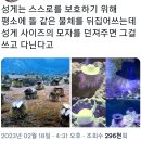 성게돌 이미지