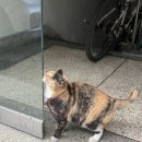 오붕닭