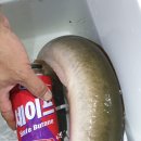 대물장어 이미지