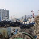 드림독 강아지 고양이 안심분양센터 시흥점 이미지