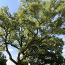 영천 약남리 회화나무 이미지