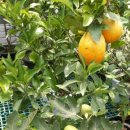 천호대로 213길 이미지