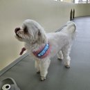 댕동산 | 시흥실내애견카페 댕동산 배곧카페 내돈내산