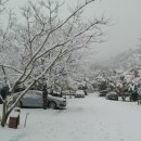 거북애견 이미지