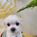 포포퍼피 이미지