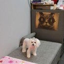강아지song | 사랑♡/건대애견미용/성수동애견미용/군자동애견미용/광진구애견미용/능동애견미용/왕십리애견미용...