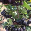 원아농장 이미지