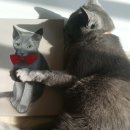 나, 비야 이미지