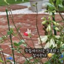 처음 주택에서 6월을 보내며 내 정원에서 알게 된 점