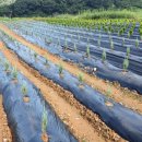 유계리 농장 이미지