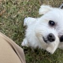 뽀삐애견 이미지