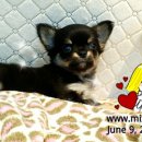 미스터독 이미지