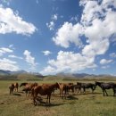 코미타투스 이미지