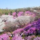 대금산진달래길(트레킹) 이미지