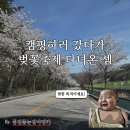 밍키네일 | 태백 고원힐링캠핑장 B21 — 캠핑갔다가 벚꽃축제 다녀온 셈 (23개월 아기 동반)