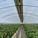 주성농장 이미지