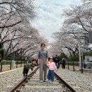 올래어린이집 | 진해 군항제 아이랑 다녀온 후기 경화역 여좌천 주차 꿀팁까지