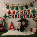 땅콩 애견유치원 이미지