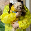 일편댕심 이미지