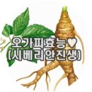 [오가피효능&부작용] 포항오가피로 만든 시베리안진생 가시오가피즙!