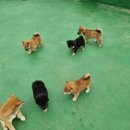 수원시바견 이미지