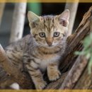 마음사랑동물병원 이미지