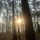 다락금솔밭공원 이미지