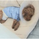 우리집앞동물병원 이미지