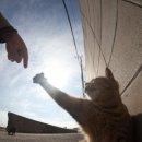 팔자좋은강아지 이미지