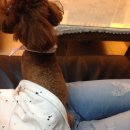 와니펫싸롱 이미지