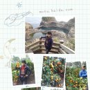 중귤농장 이미지