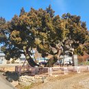 둔대동 박씨 고택 이미지